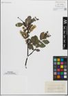Foto von Salix glabra Scop.